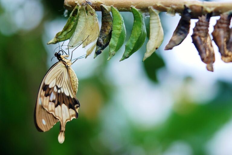 brown and white butterfly as a symbol for rebranding