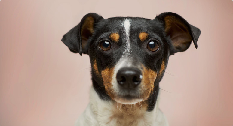 dog on a pink background