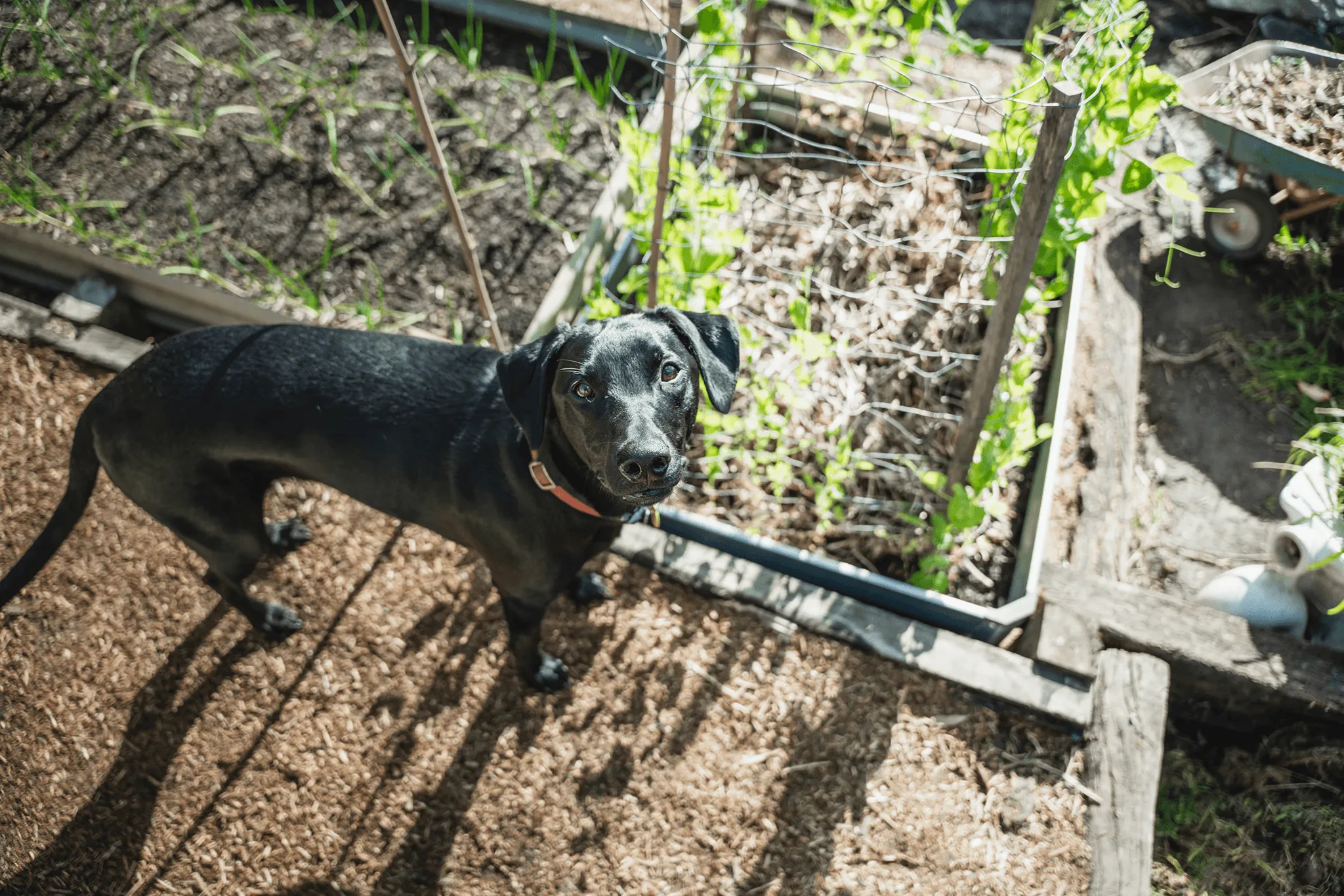 More of the Daintree rainforest