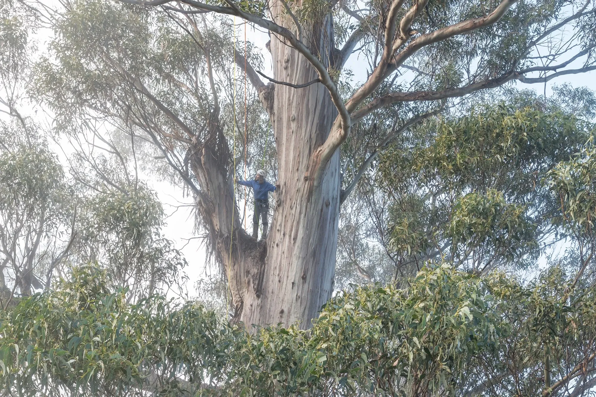 Steven stands on a branch of a giant tree. He is wearing a helmet and attached to rope