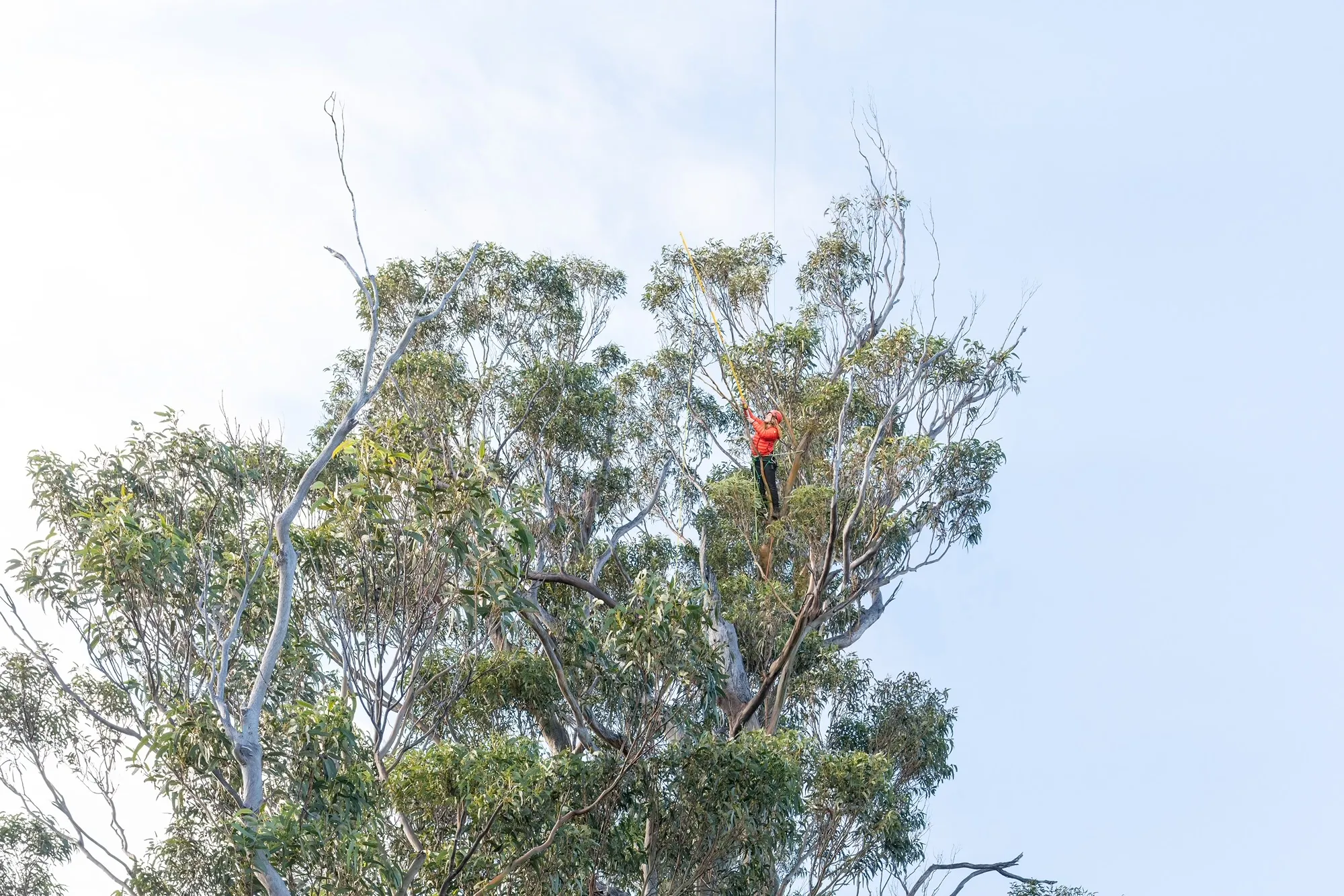 Jennifer stands on a branch of a giant tree. She stands on the top of the tree, wearing a helmet and attached to rope