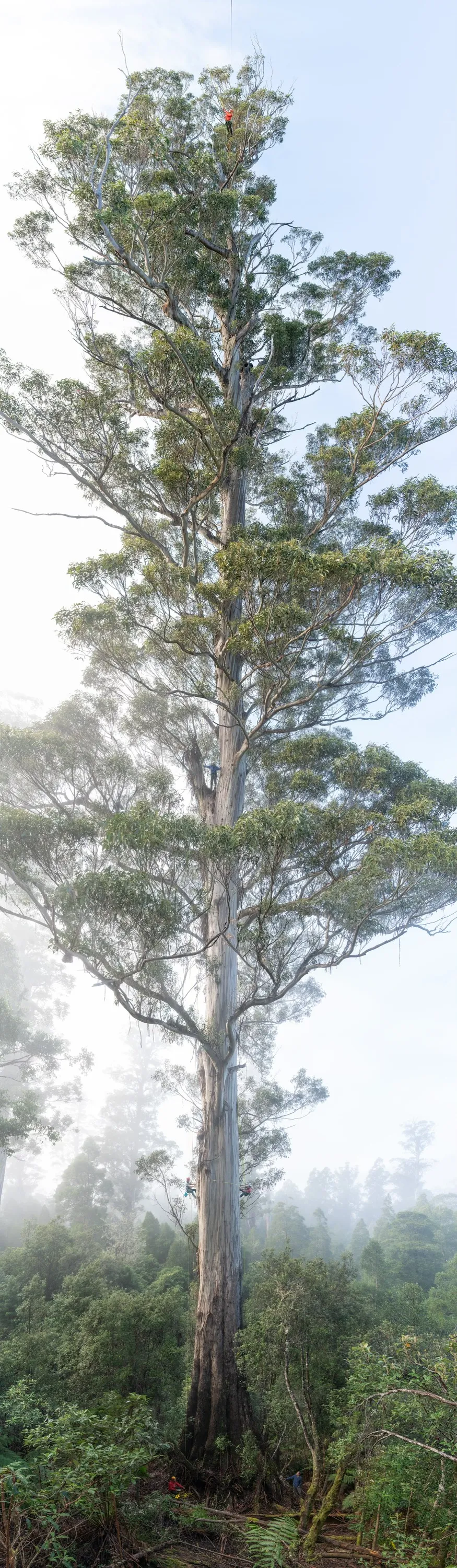 A full length image of giant tree, Jennifer and Steven are standing in the branches of the tree, attached to rope and wearing helmets. A film crew can be seen below on the ground