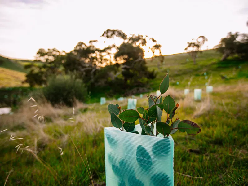 A plant that has windbreaks installed