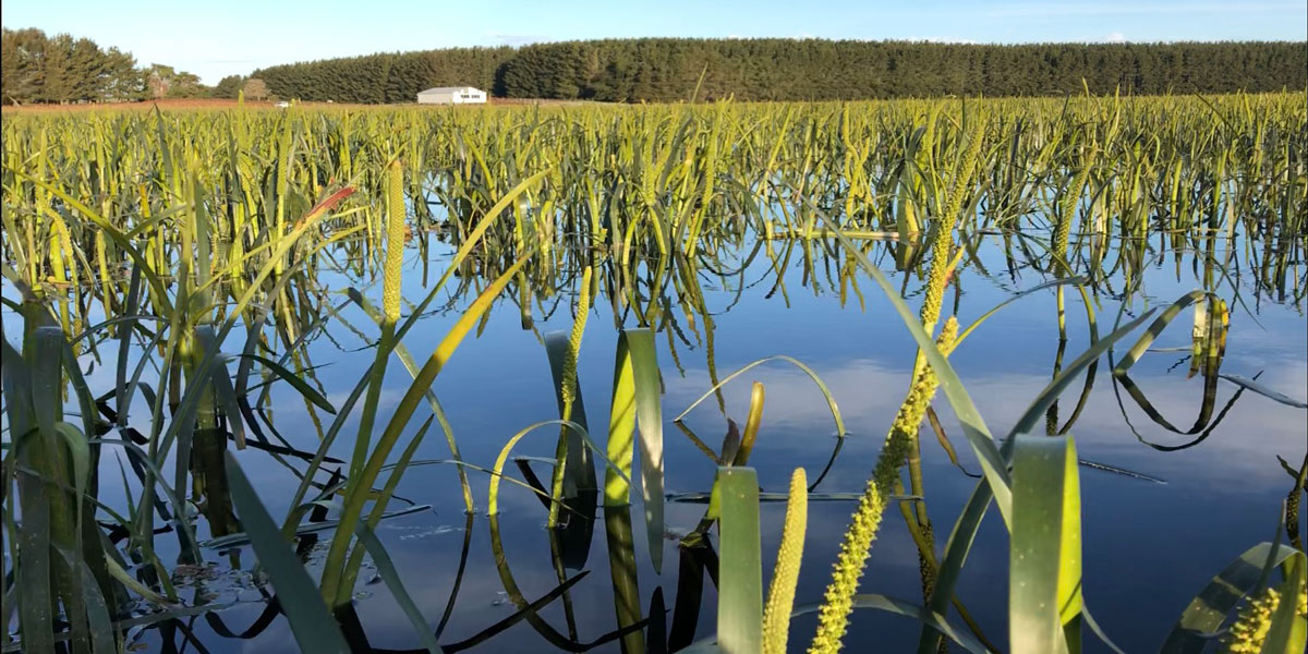 Wetlands with a house in the distance