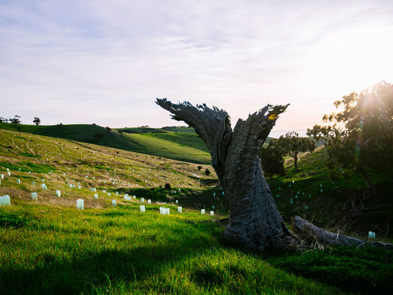 A dread tree stands amongst a crowd of newly planted trees