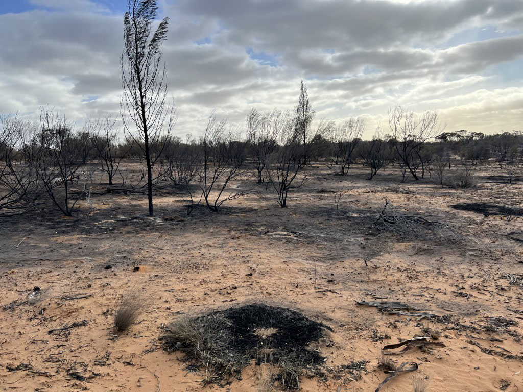 Fire‑damaged landscape near Mildura with burnt trees, scorched ground and little remaining vegetation