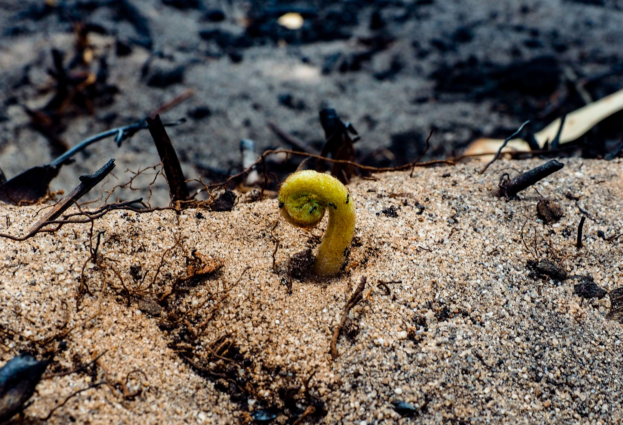 Small green fern shoot emerging from ash and sandy soil in a fire‑affected landscape