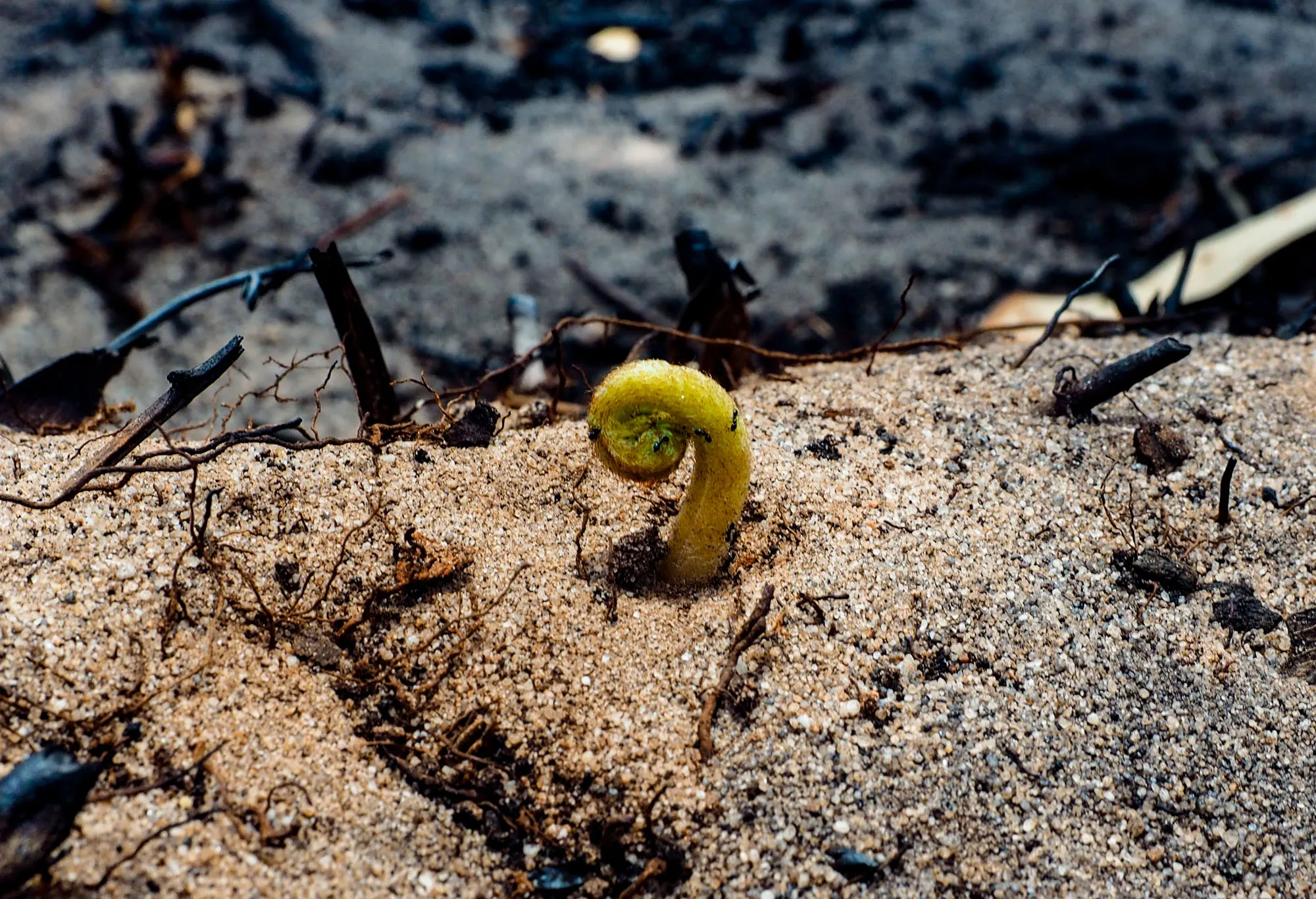 Small green fern shoot emerging from ash and sandy soil in a fire‑affected landscape