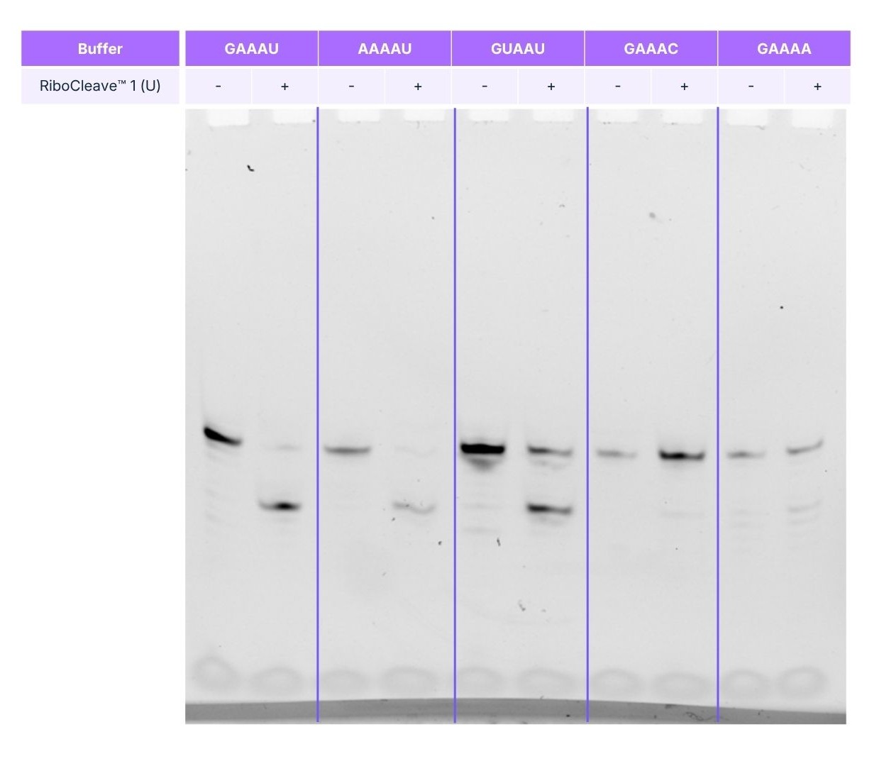 RiboCleave 1 - Specificity Screening