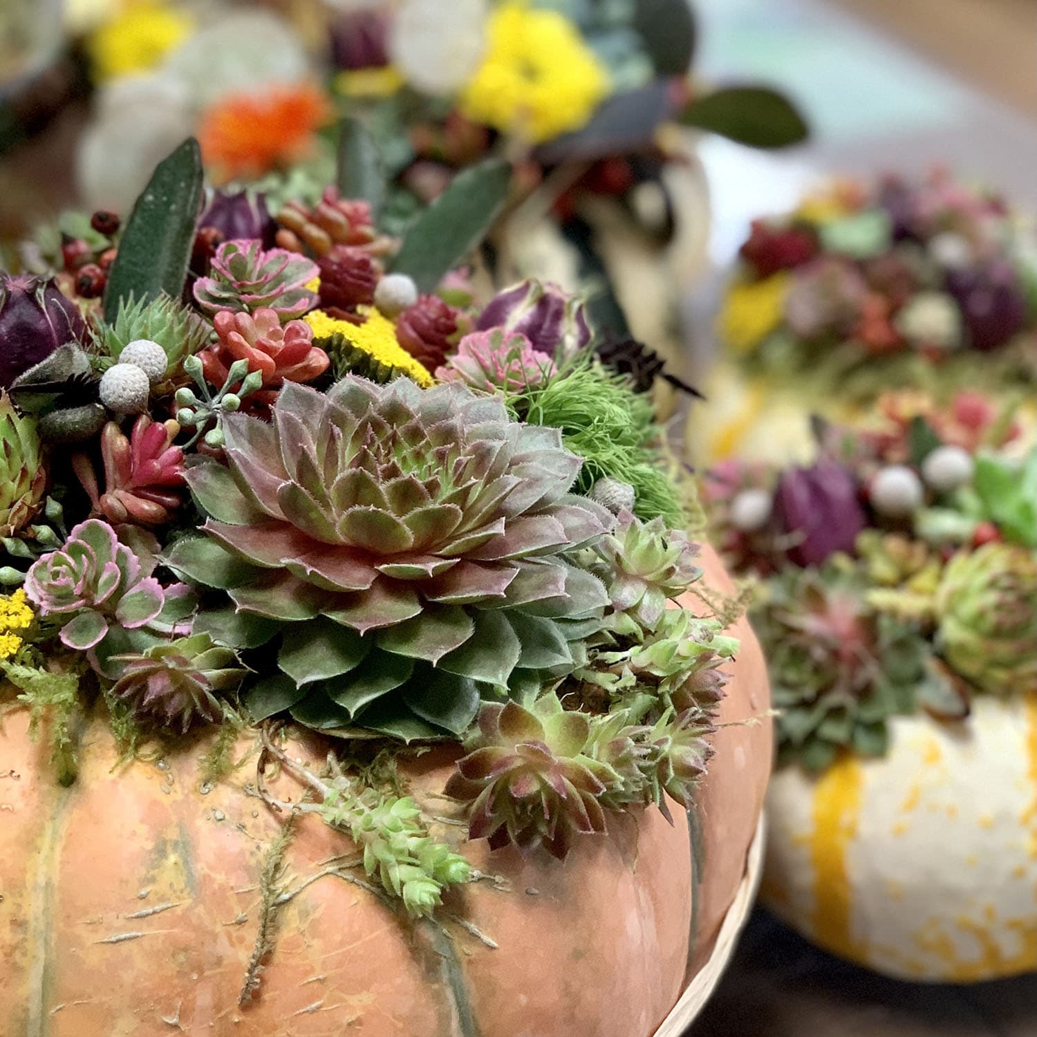 Farmington Garden Pumpkins & Succulents Workshop - Sunday Sep. 28th 