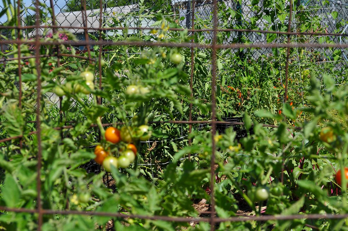 Tomato plants growing on a farm