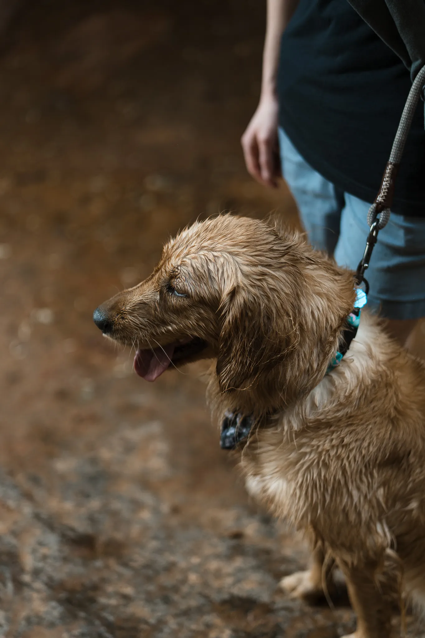 A wet golden retriever dog on a leash looking to the side, standing on a muddy surface next to a person in blue jeans.
