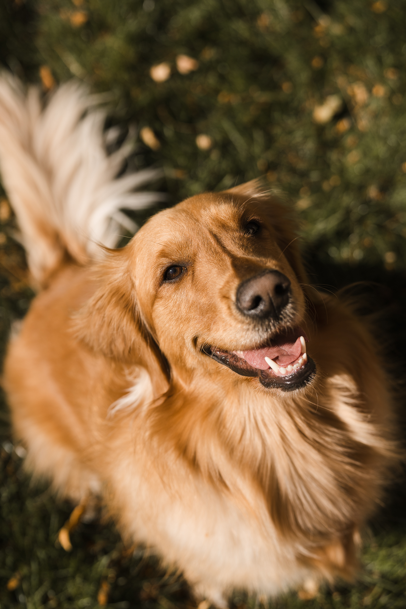 A golden retriever looking up with a happy expression while sitting on green grass in sunlight.