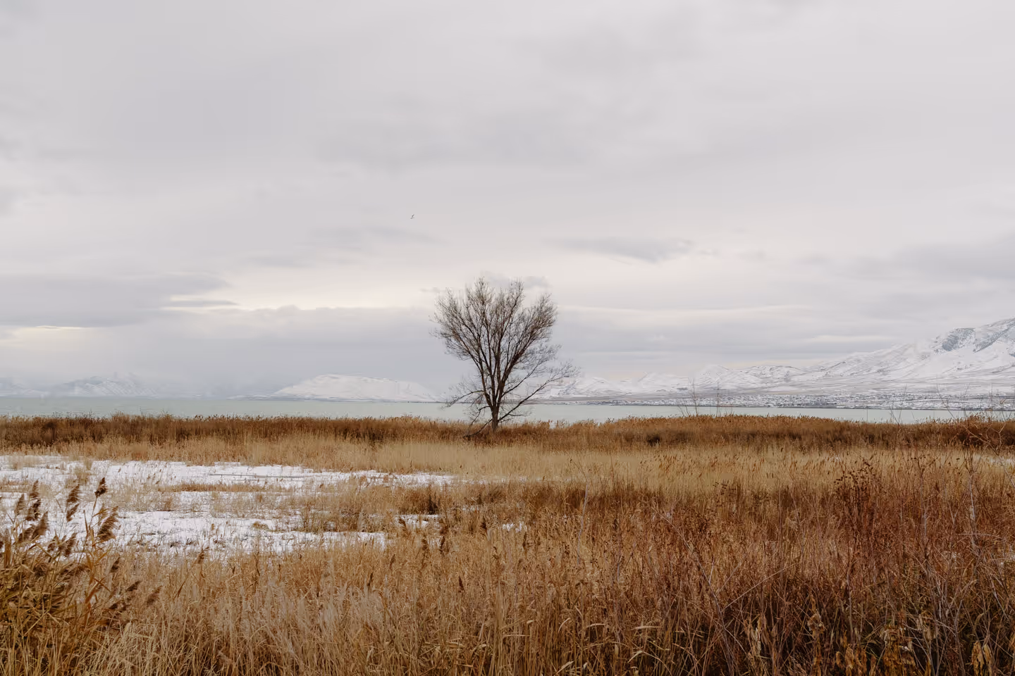 A single leafless tree standing in a wide field of dry grass with snow-covered mountains in the distance under an overcast sky.