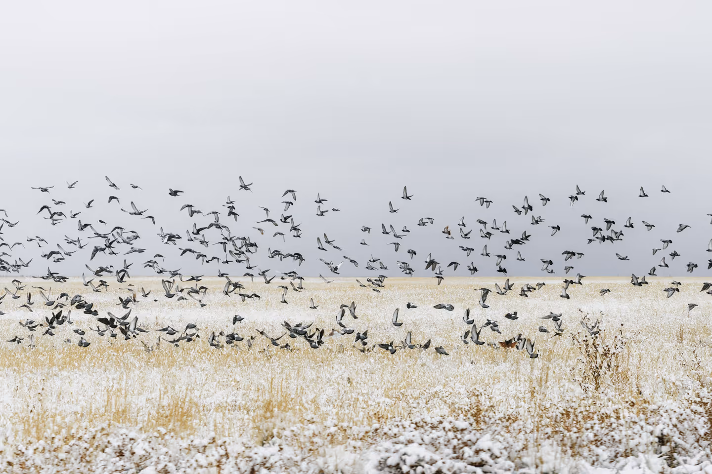 A large flock of birds flying over a winter field covered in frost and dry grass.