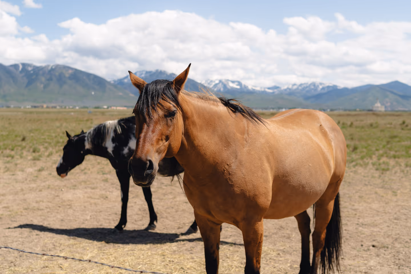 Two horses standing on a flat open field with snow-capped mountains in the background under a blue sky.