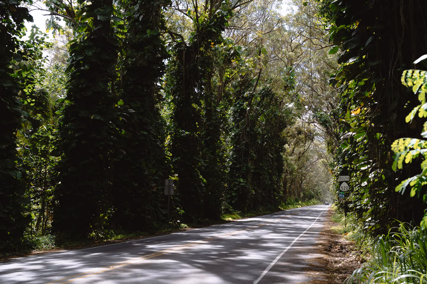 A narrow paved road surrounded by tall green trees forming a natural canopy overhead.