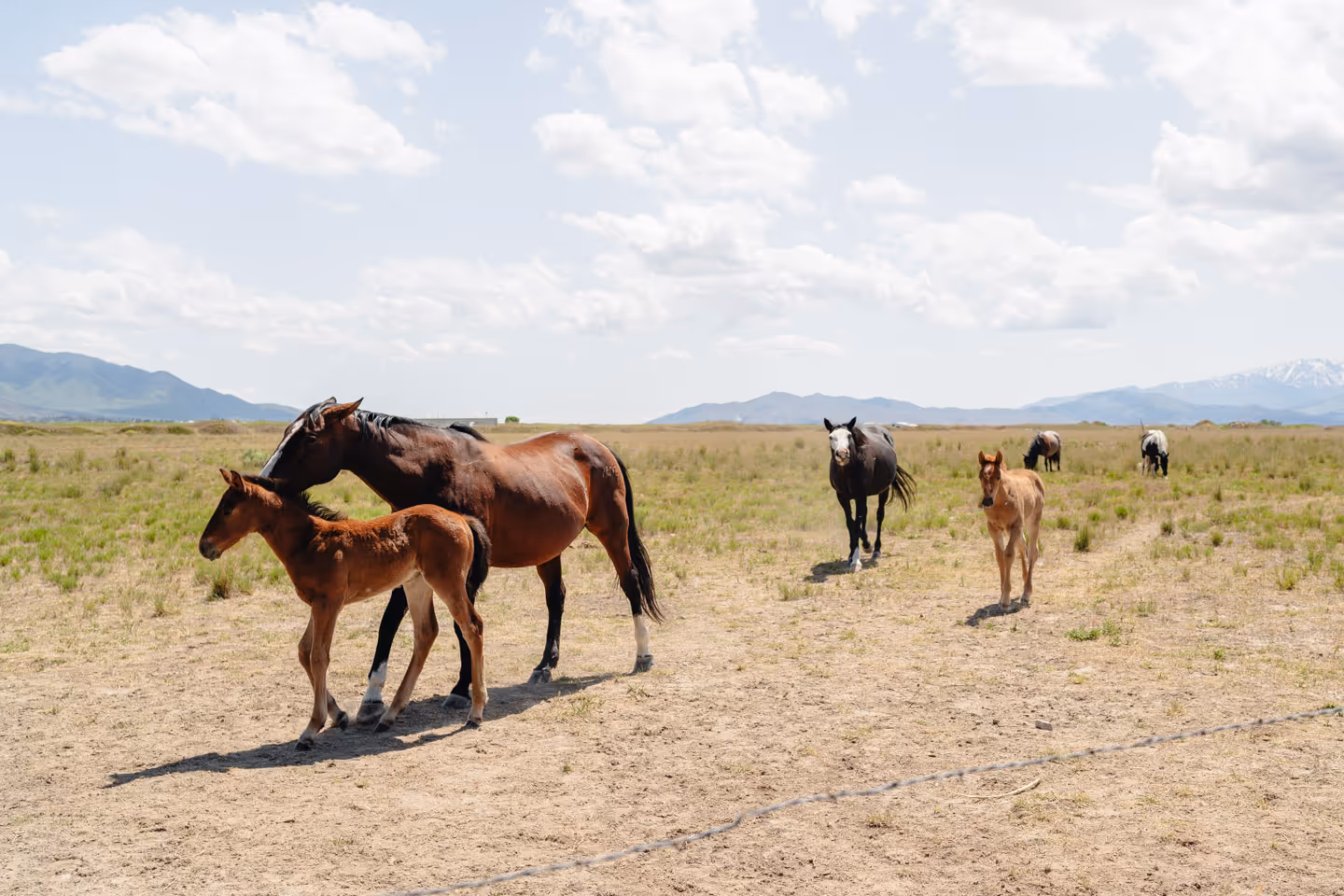 A group of horses, including a mare and foal, walking across a dry grassy plain under a bright blue sky with distant mountains in the background.