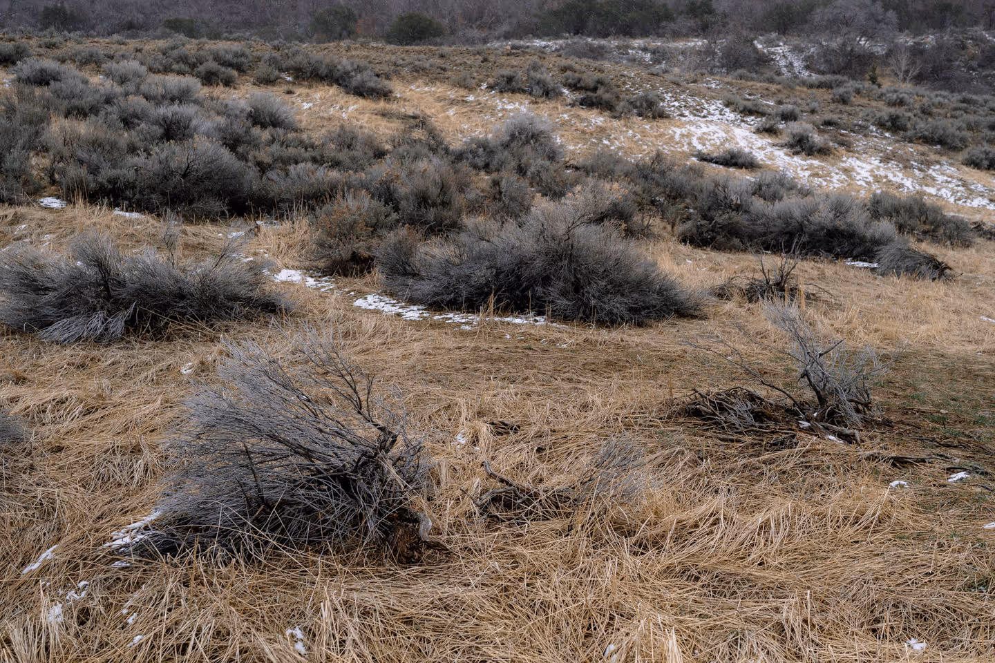 Dry desert vegetation and patches of snow scattered across sandy ground with sagebrush and tumbleweeds.