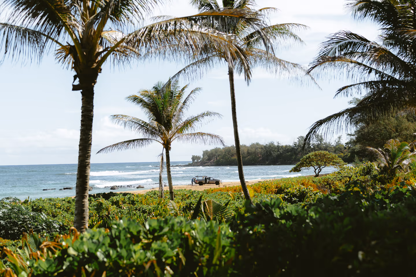 A coastal scene with palm trees and lush greenery overlooking the ocean and a rocky shoreline.