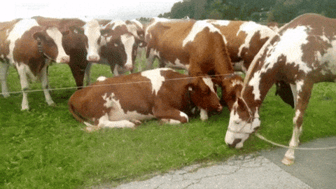 A single brown spotted horse grazing among a horde of brown spotted cows.