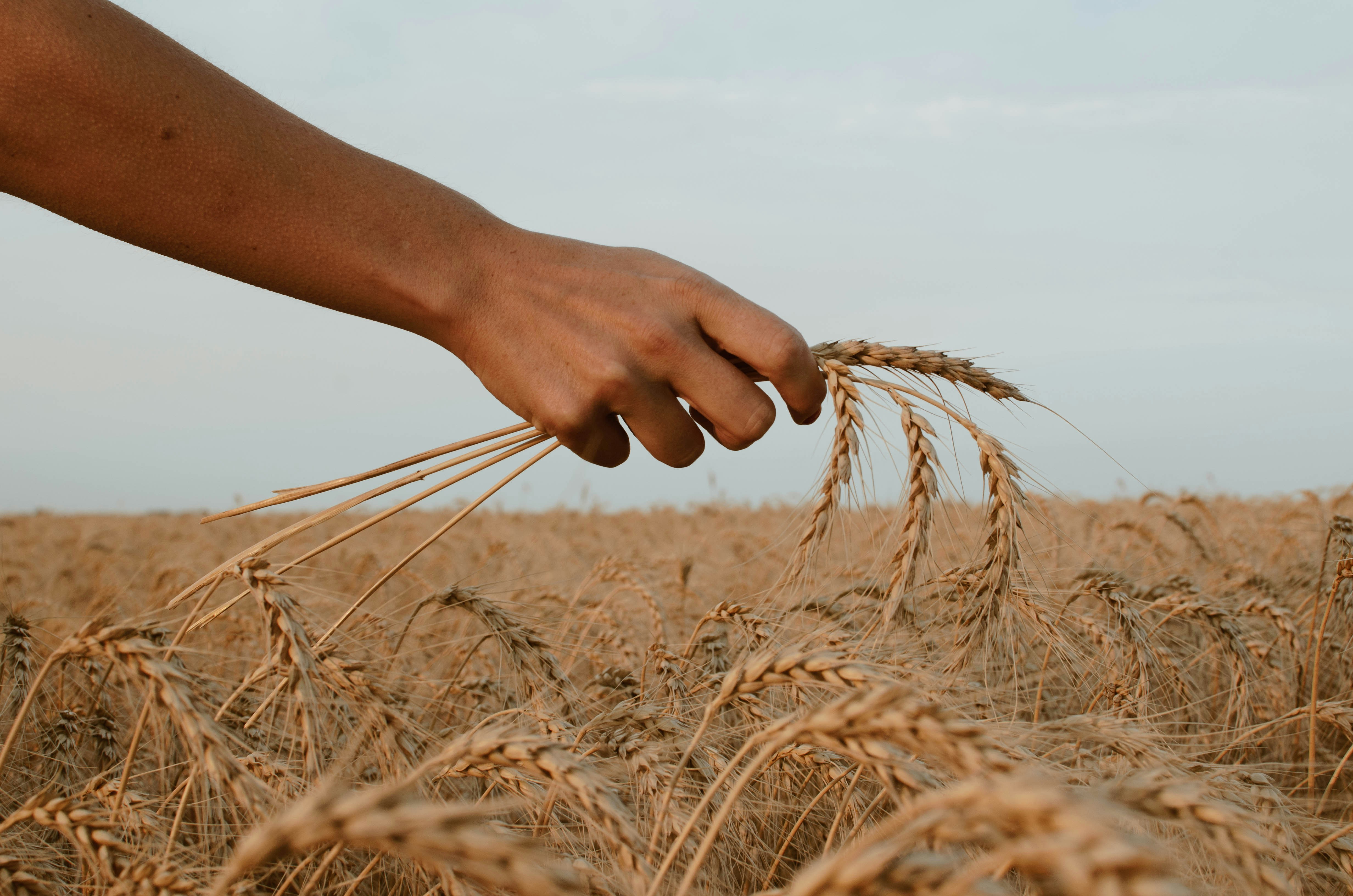 A hand clasps a few strands of wheat, hovering over a wheat field.
Photo by Paz Arando, unsplash
*paz-arando-zwZusrYAGoM-unsplash