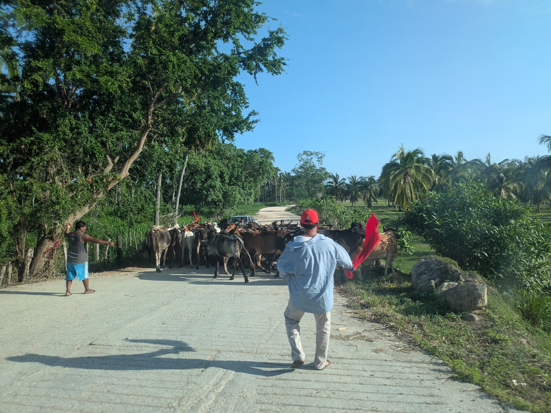 Two men guide a group of cattle down a sunlit dirt road surrounded by palm trees and lush greenery.