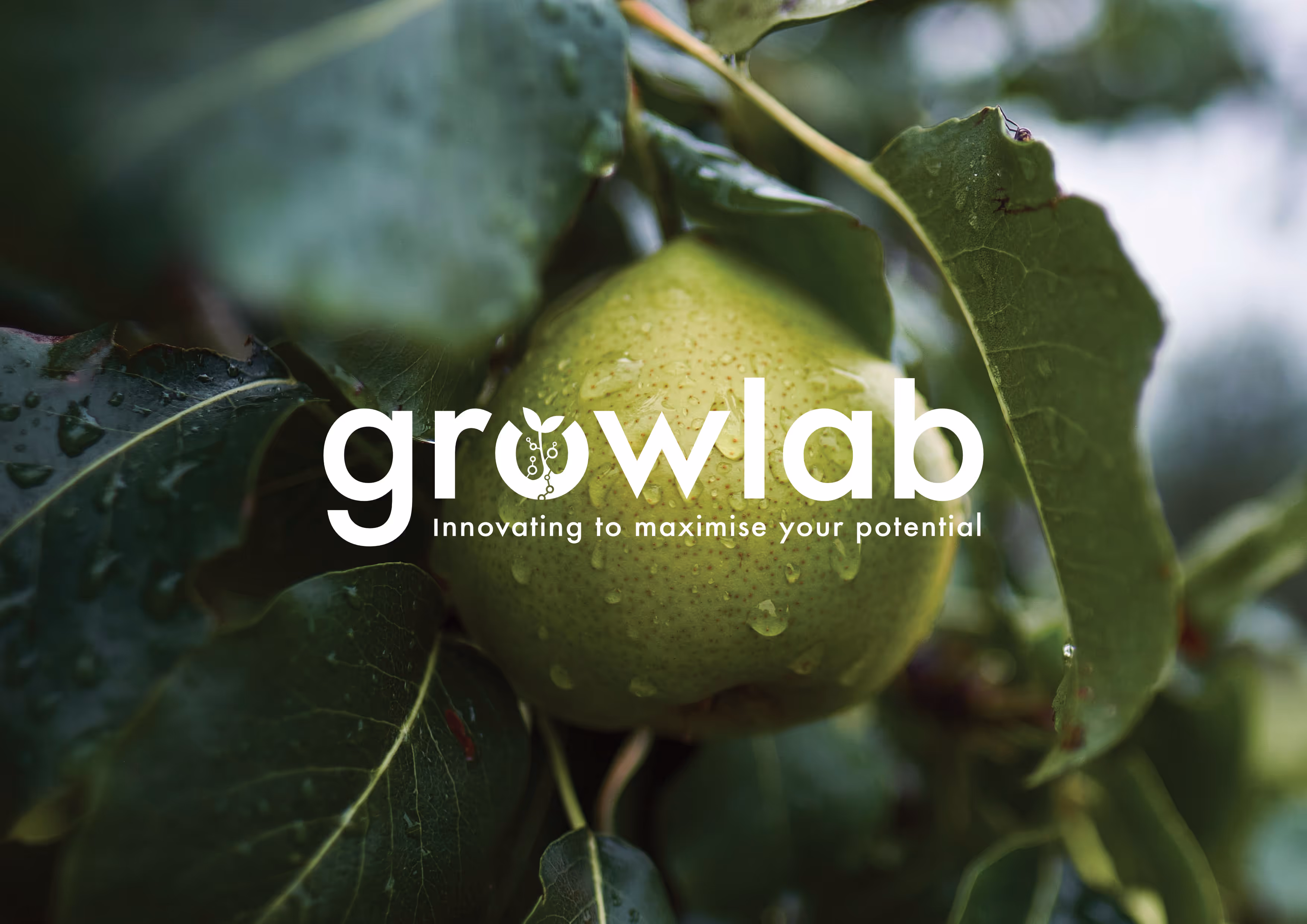 A pear tree with the GrowLab logo in the middle of the screen
