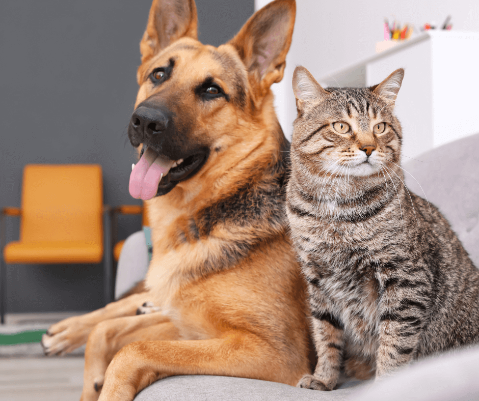 cat and dog next to each other - Milford will and trust lawyer