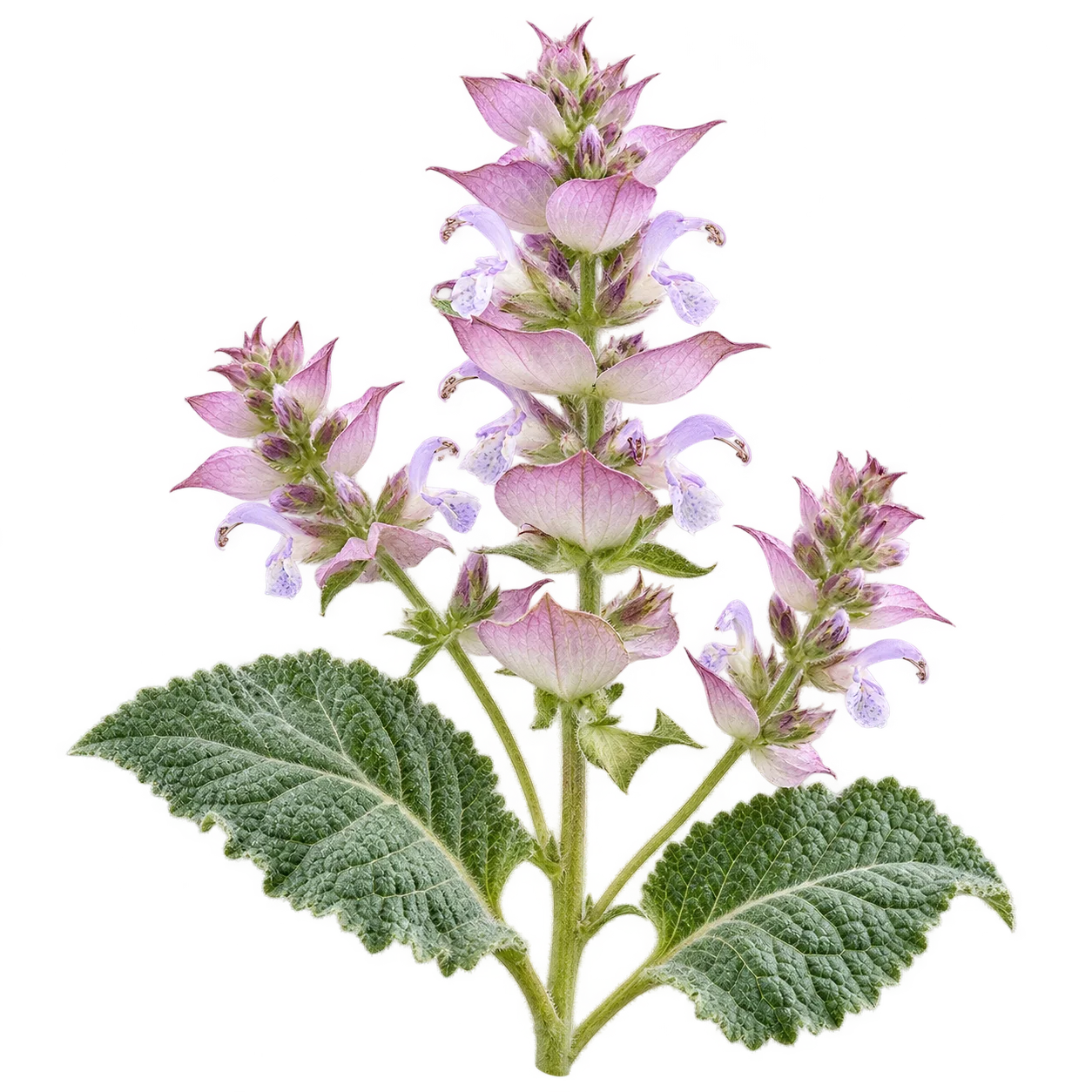 Clary sage botanical