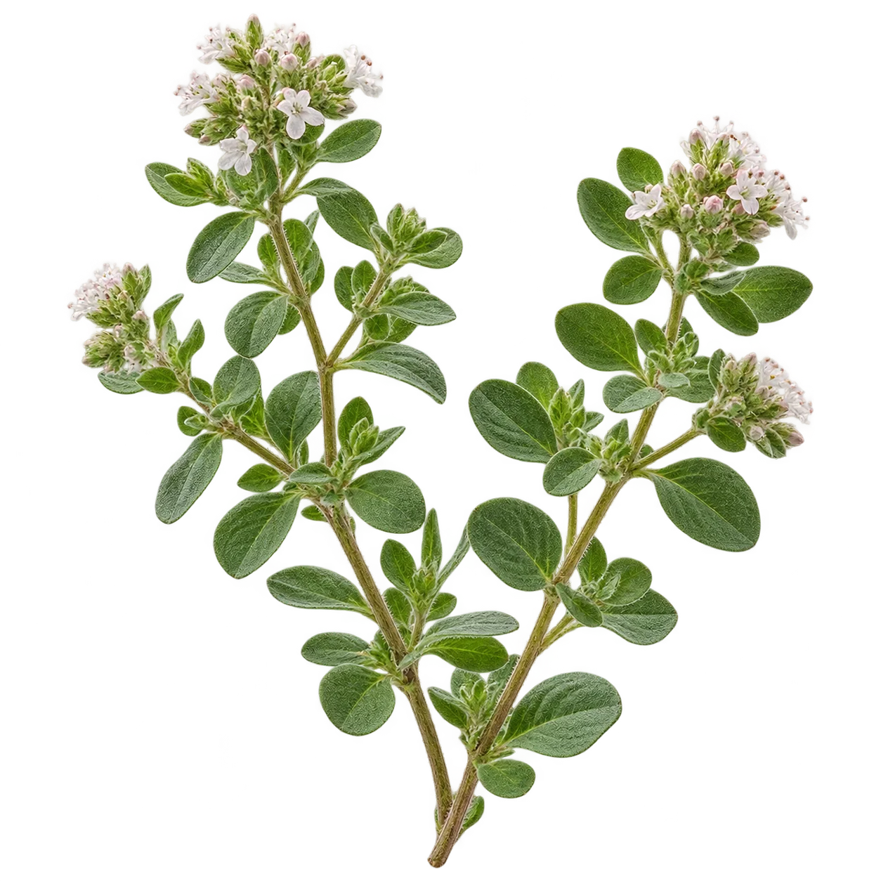Marjoram botanical
