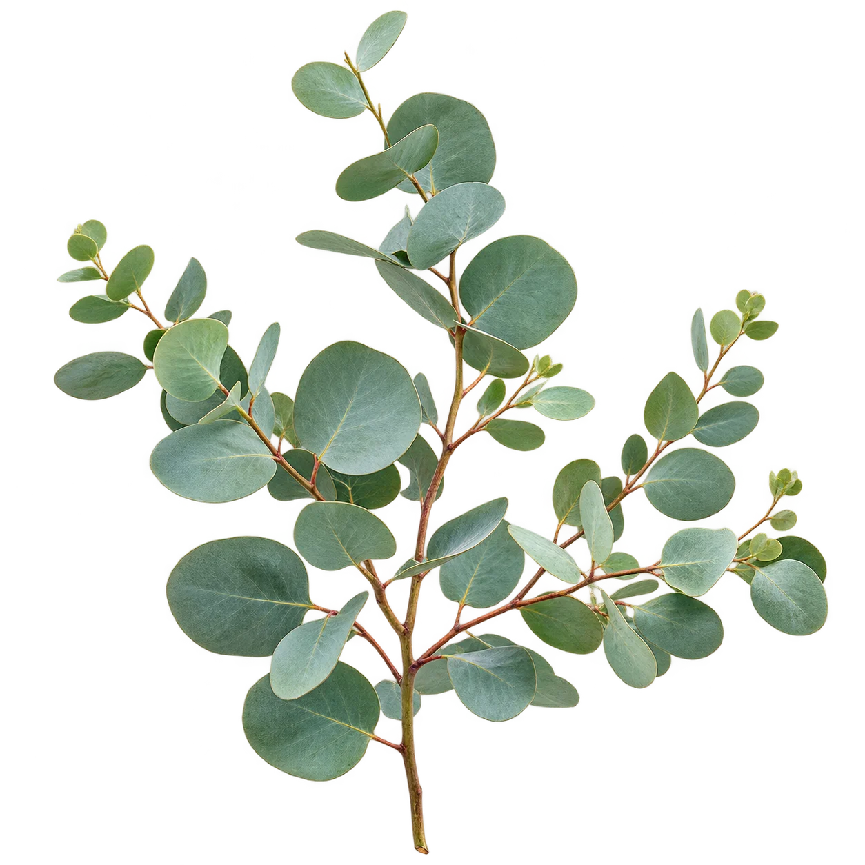 Eucalyptus botanical