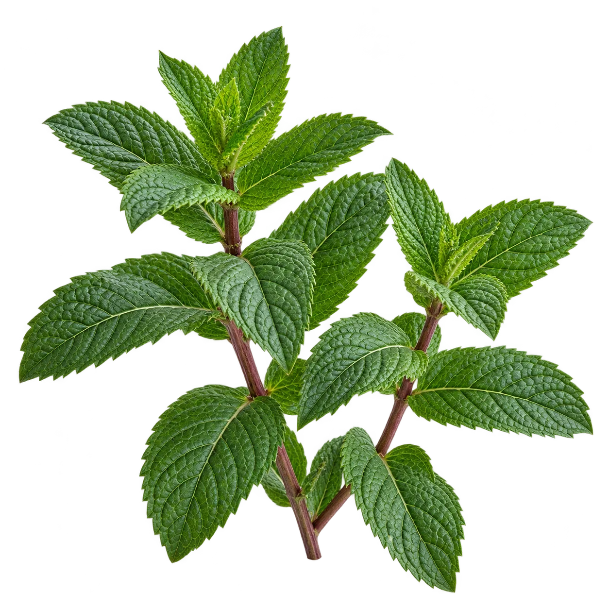 Peppermint botanical
