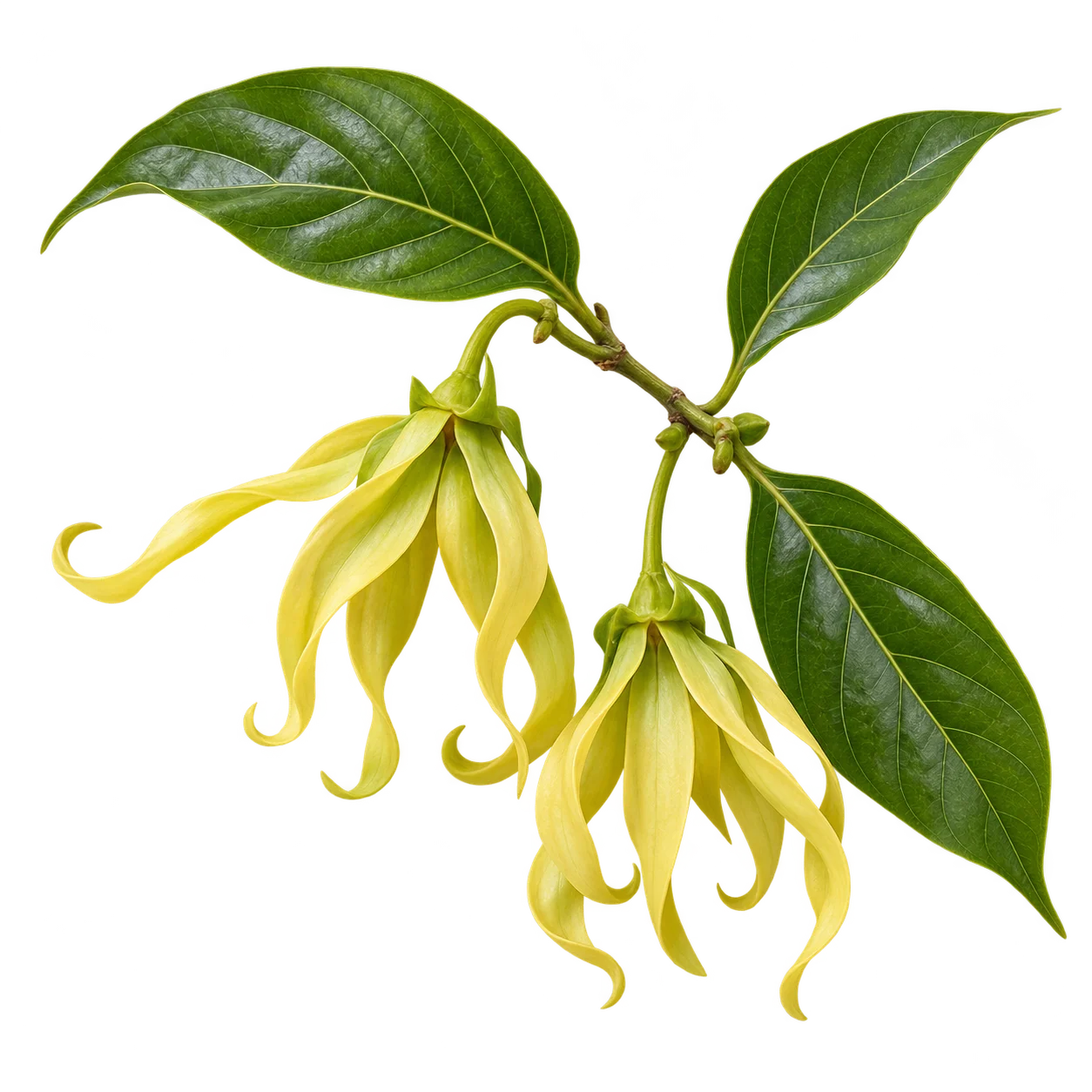 Ylang-ylang botanical