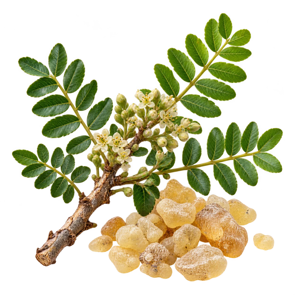 Frankincense botanical