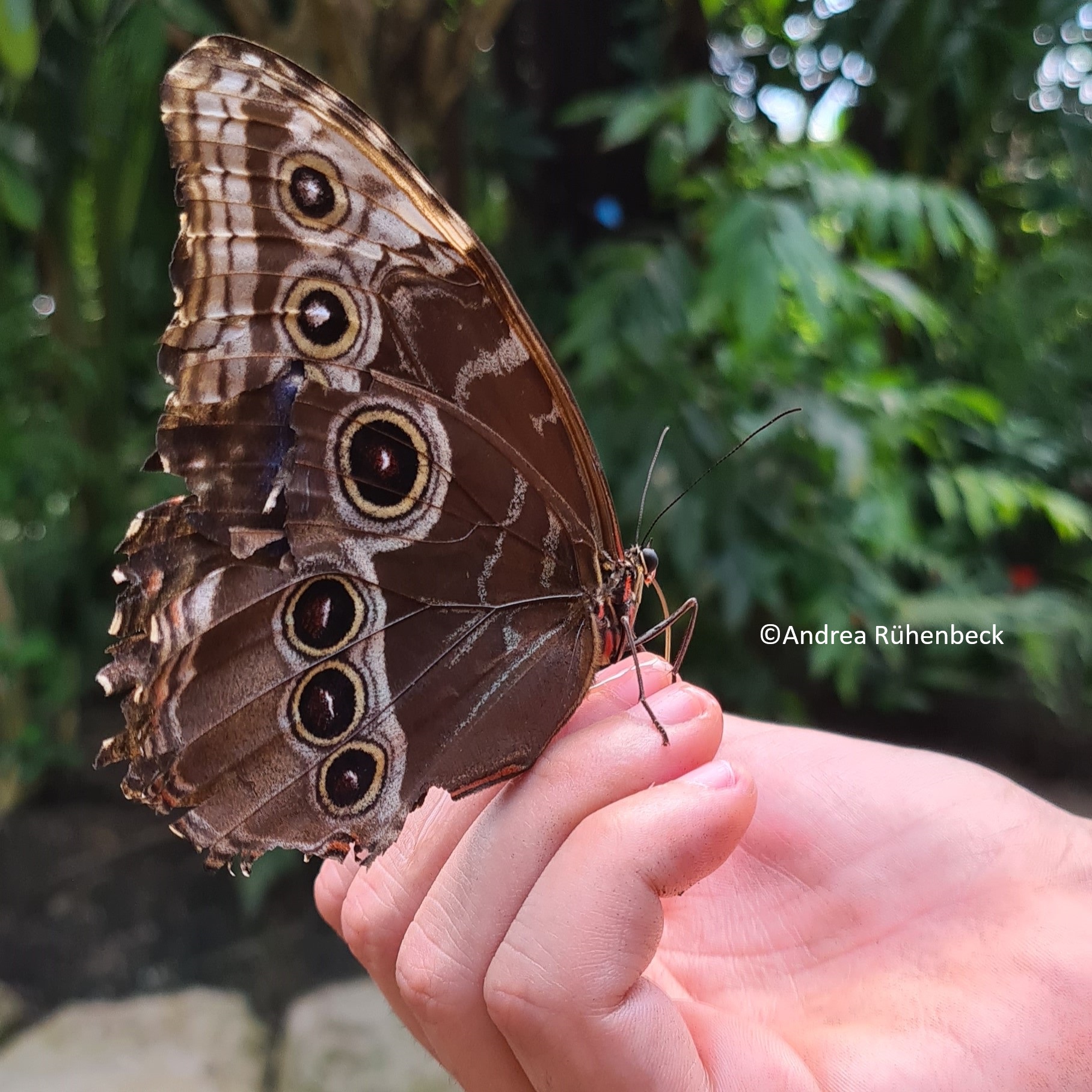 großer Schmetterling auf der Hand eines Kindes