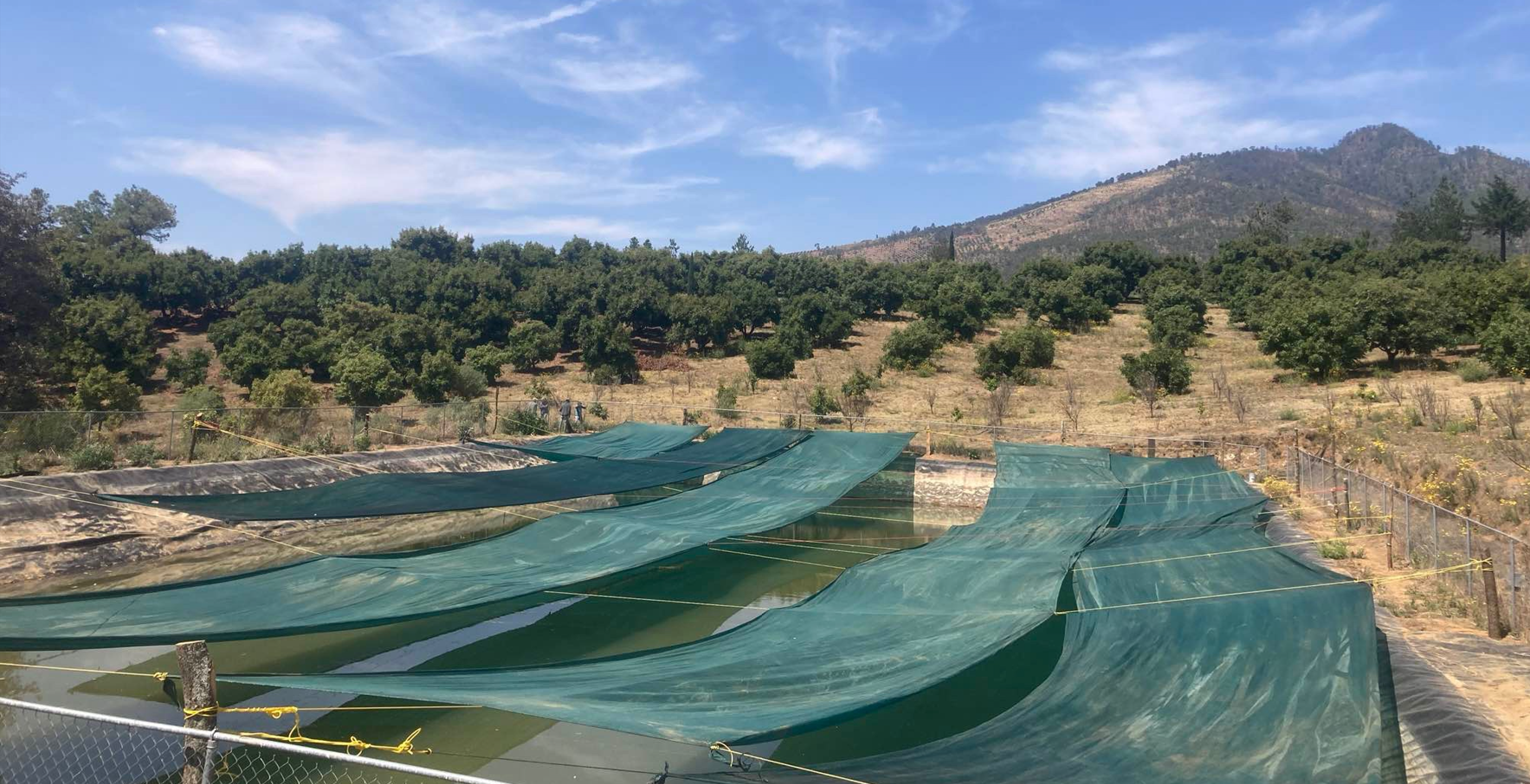 Couvertures flottantes ou grillage d'ombrage : Quel est le meilleur investissement pour protéger votre réservoir ?
