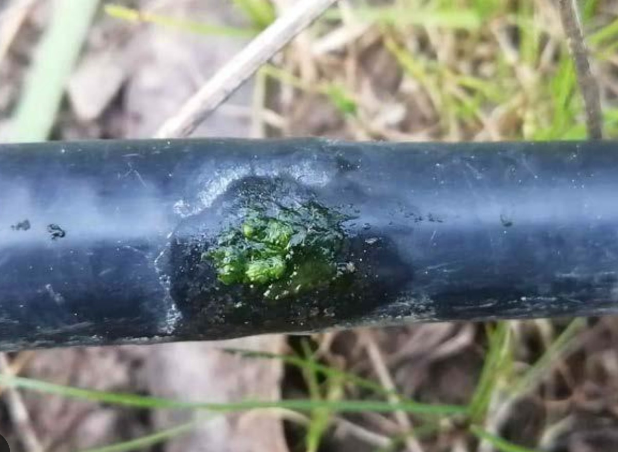 Algae Blooms and its Hidden Costs