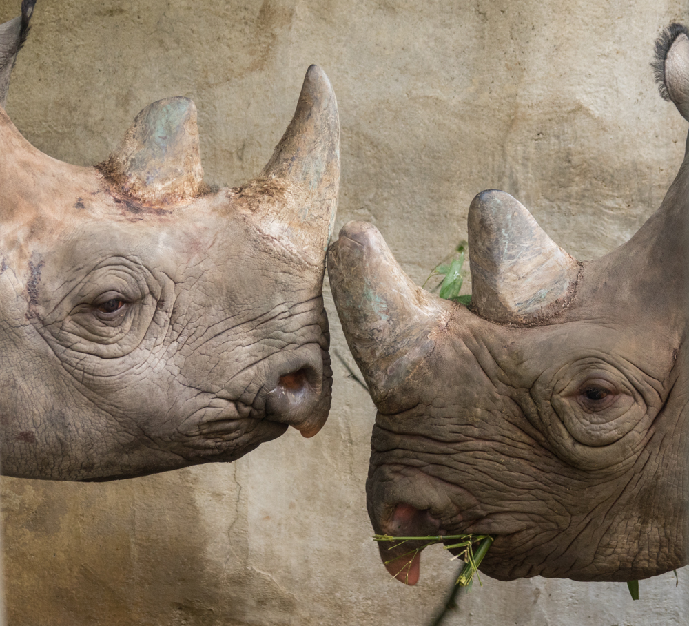 oregon zoo foundation strategy