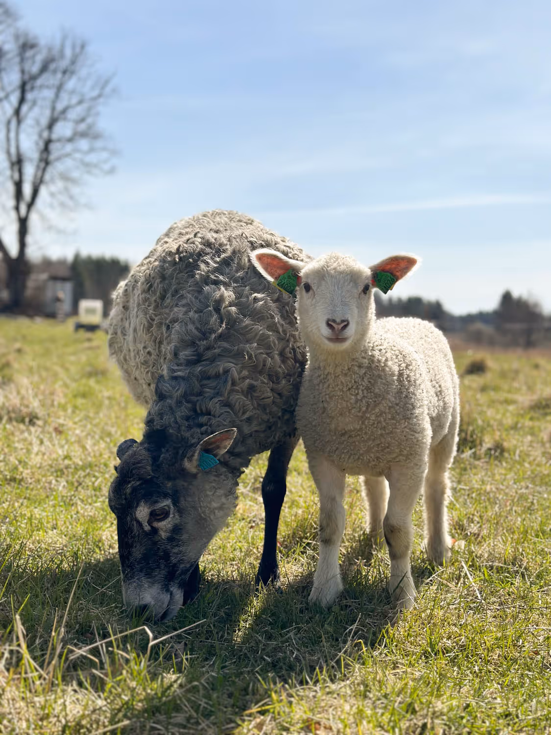 Förklarande bild för vilket eventets datum visar. Siggesta Gårds kalendarium fylls på med härliga händelser året om. 