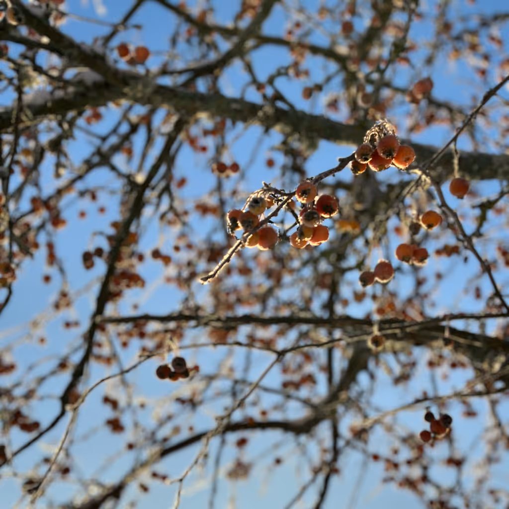 Höstlov med skogshinderbanan