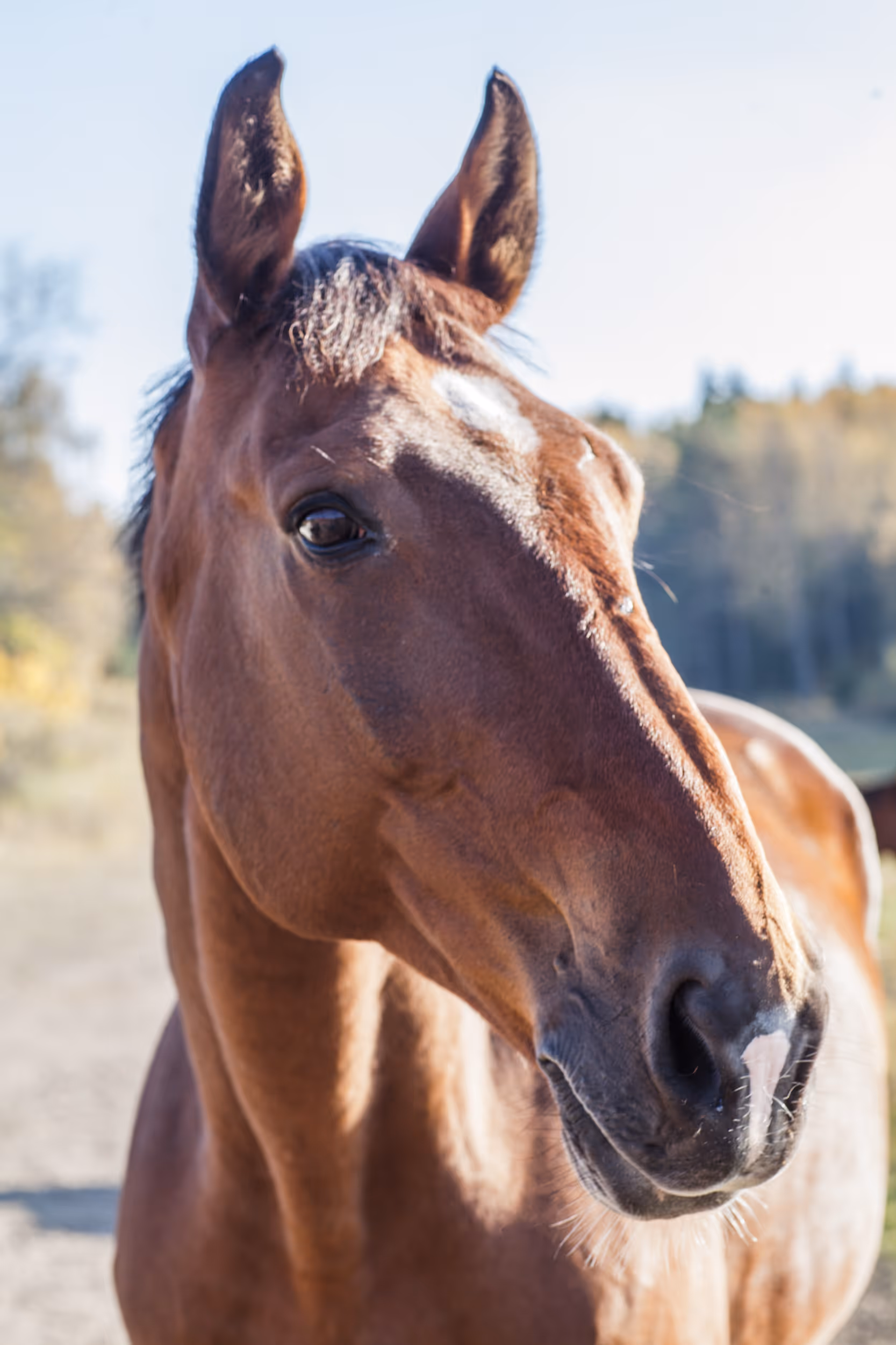 Ridning med företaget på konferens på Siggesta Gård