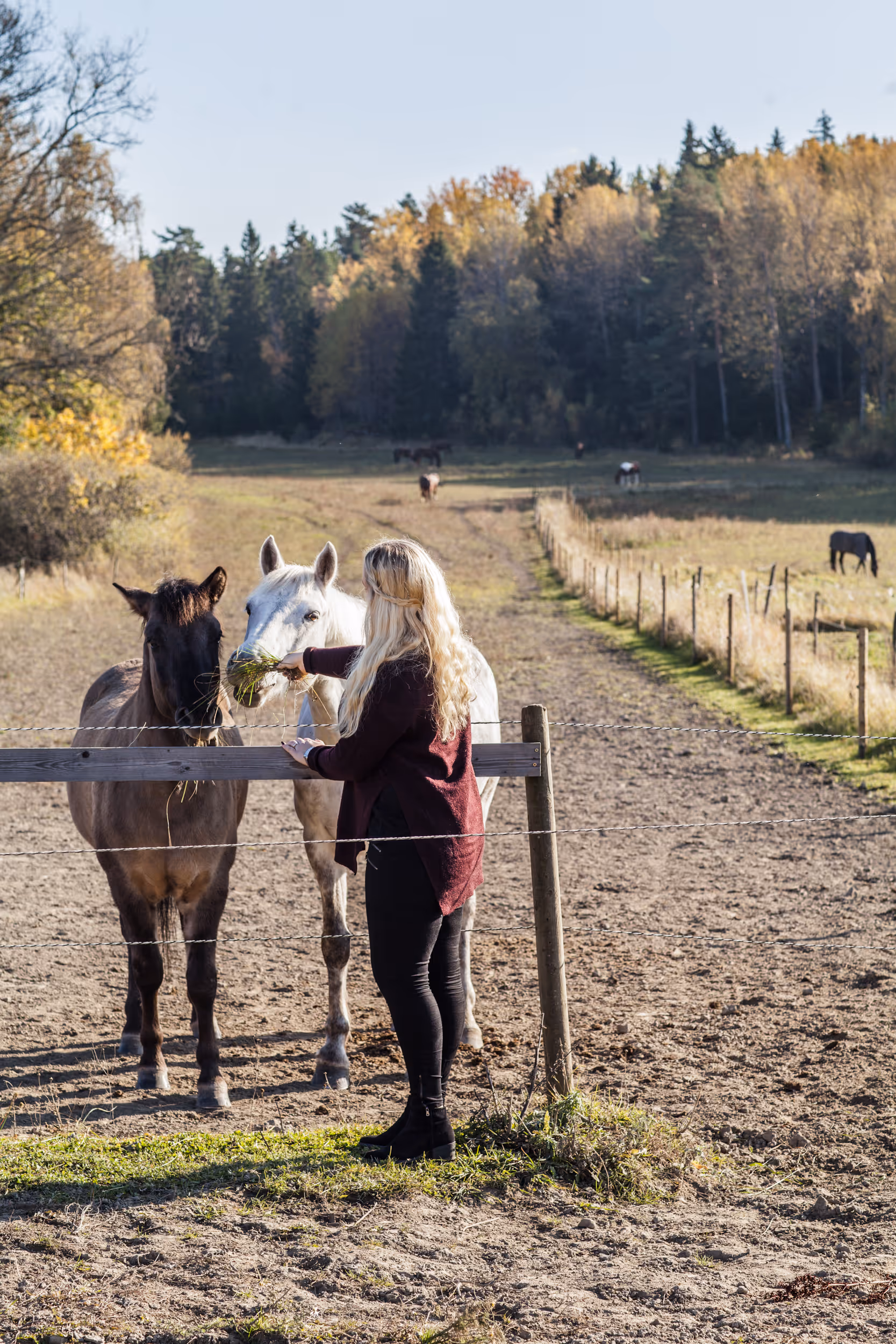 Ridning med företaget på konferens på Siggesta Gård