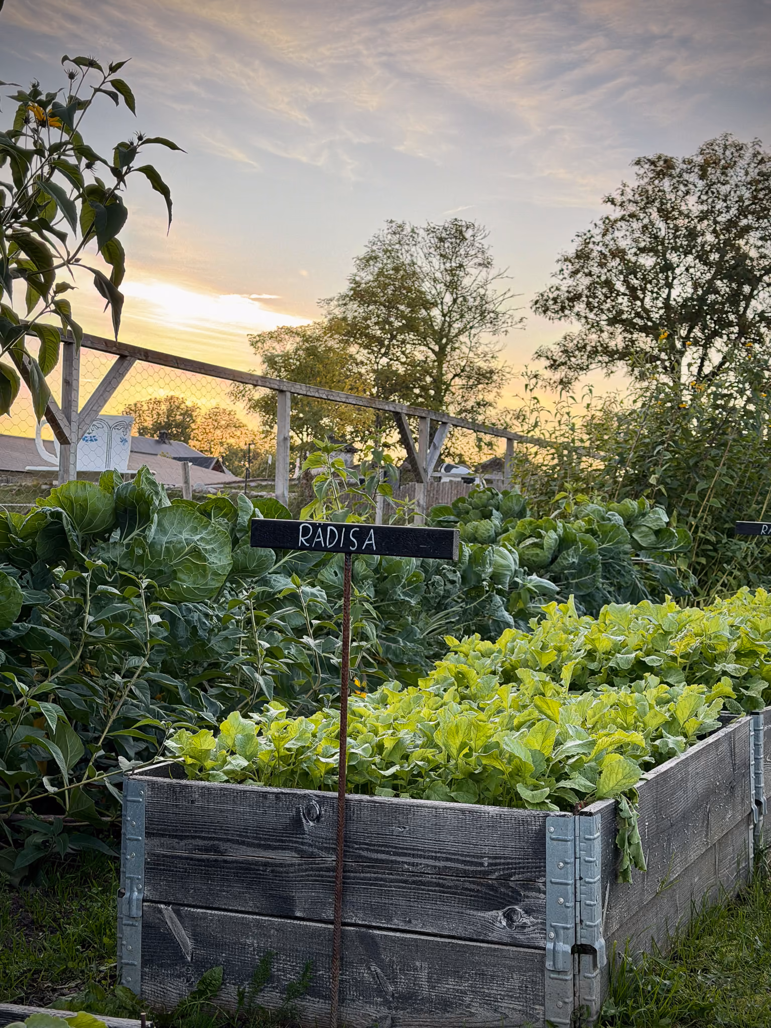Odla och SKärda i Köksträdgården. Fotograf Carin Norberg @villsjovik