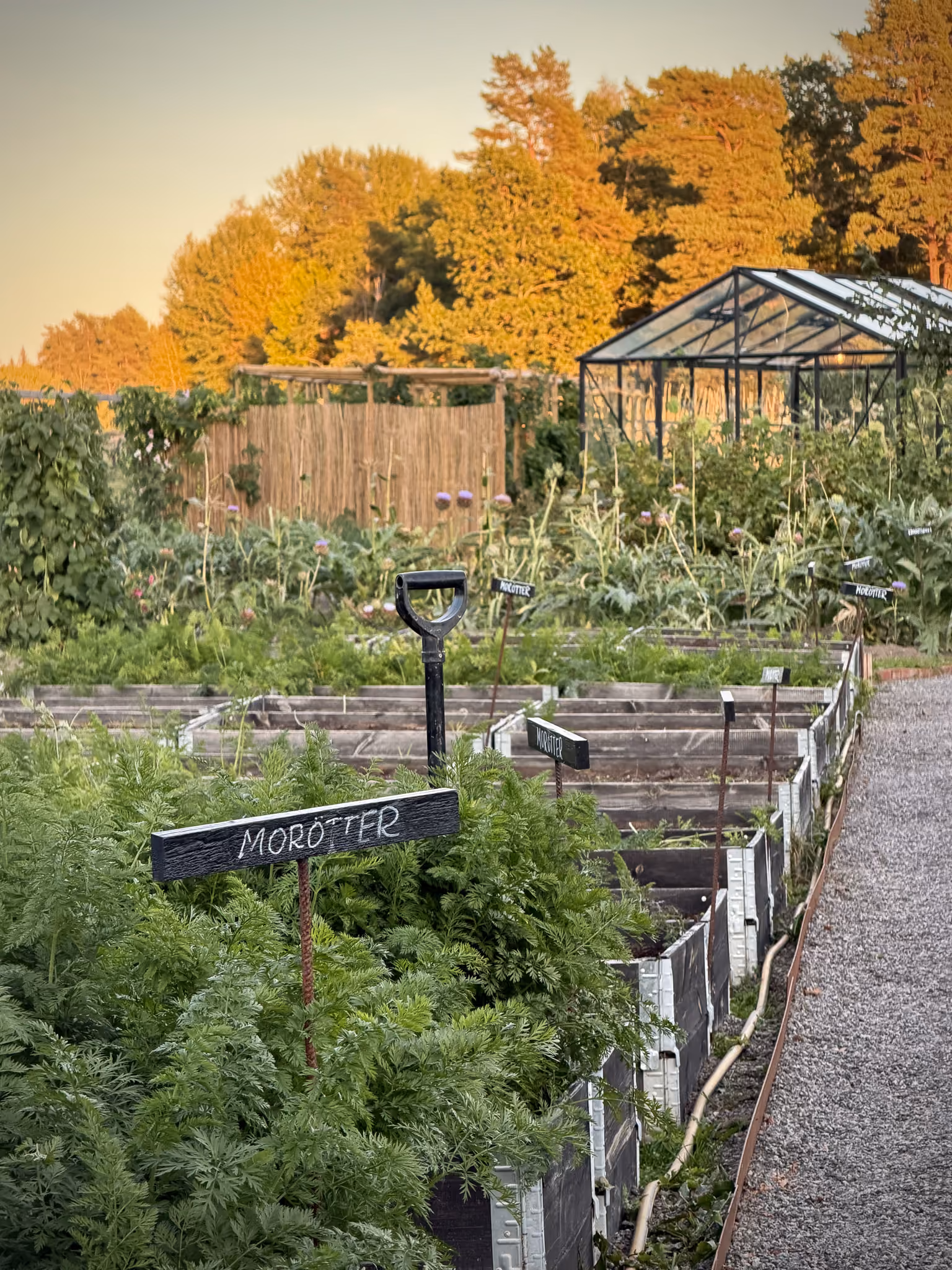 Odla och SKärda i Köksträdgården. Fotograf Carin Norberg @villsjovik