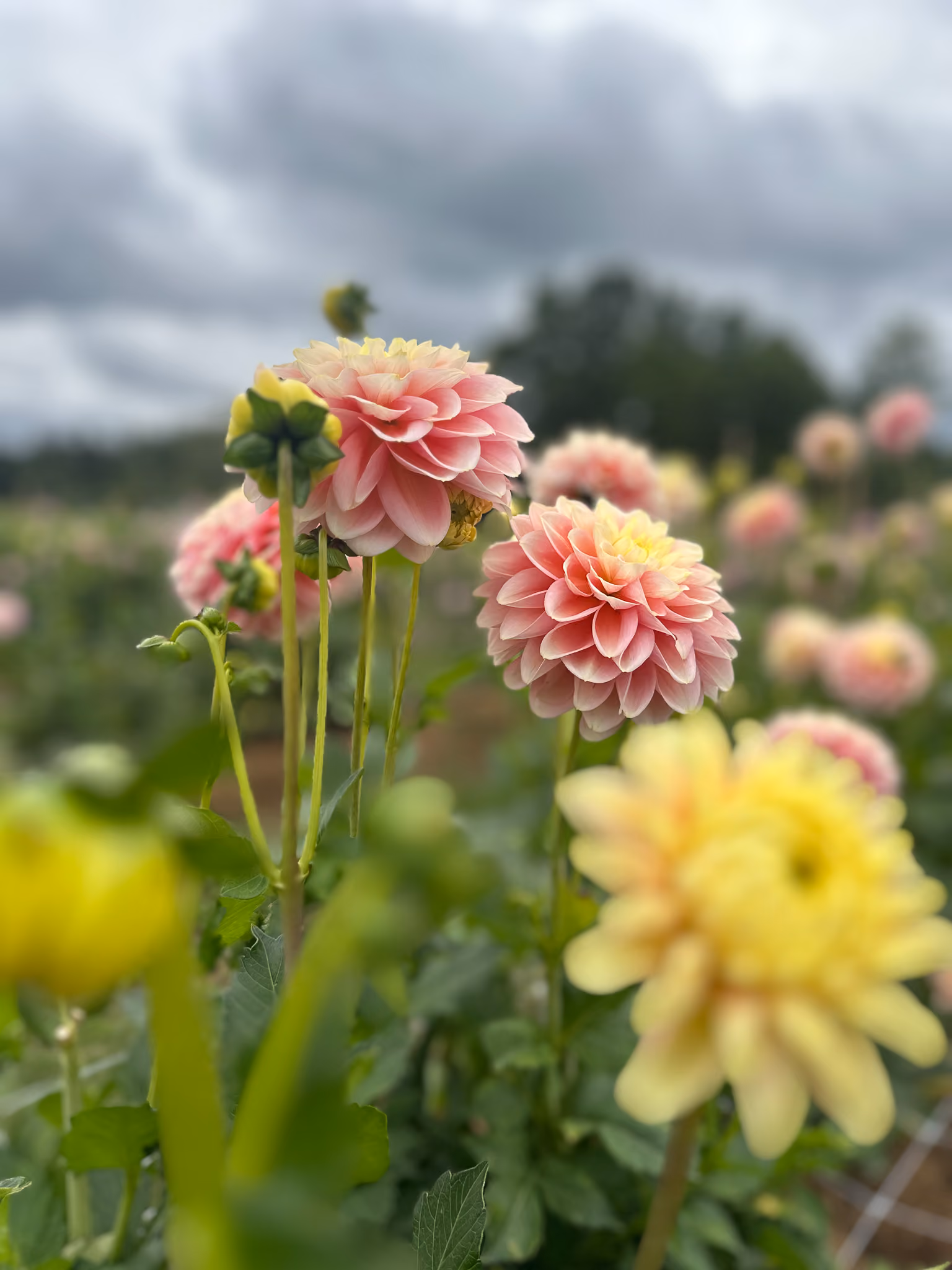 Matmarknad på Siggesta Gård Dahlior – skördefest 19–20 september