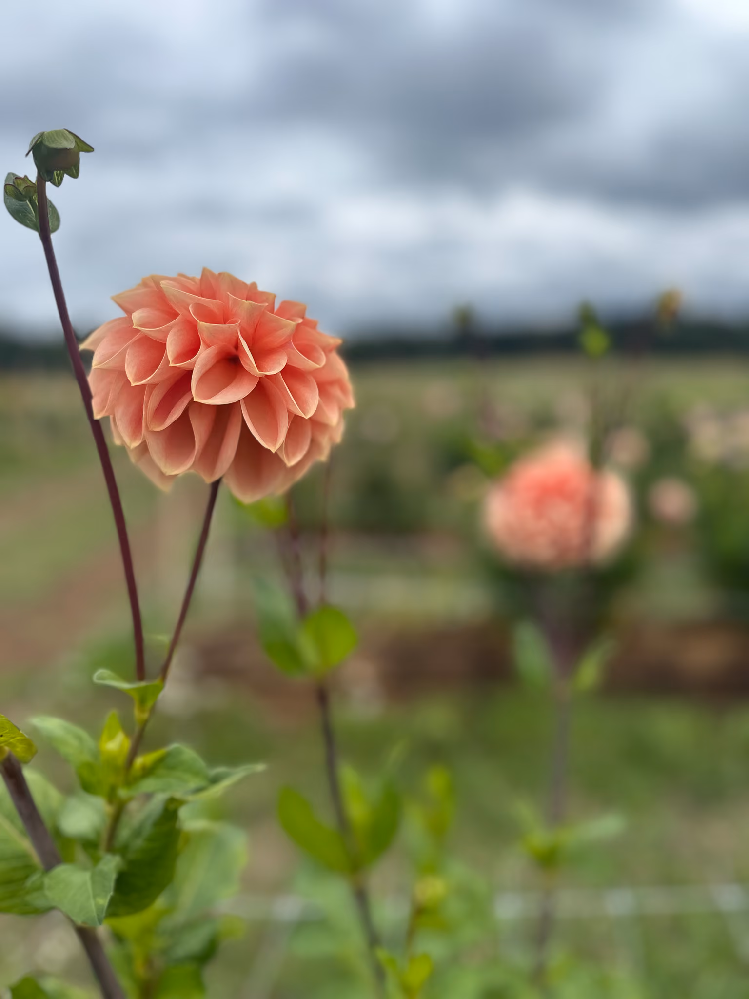 Dahlia District Siggesta Gård