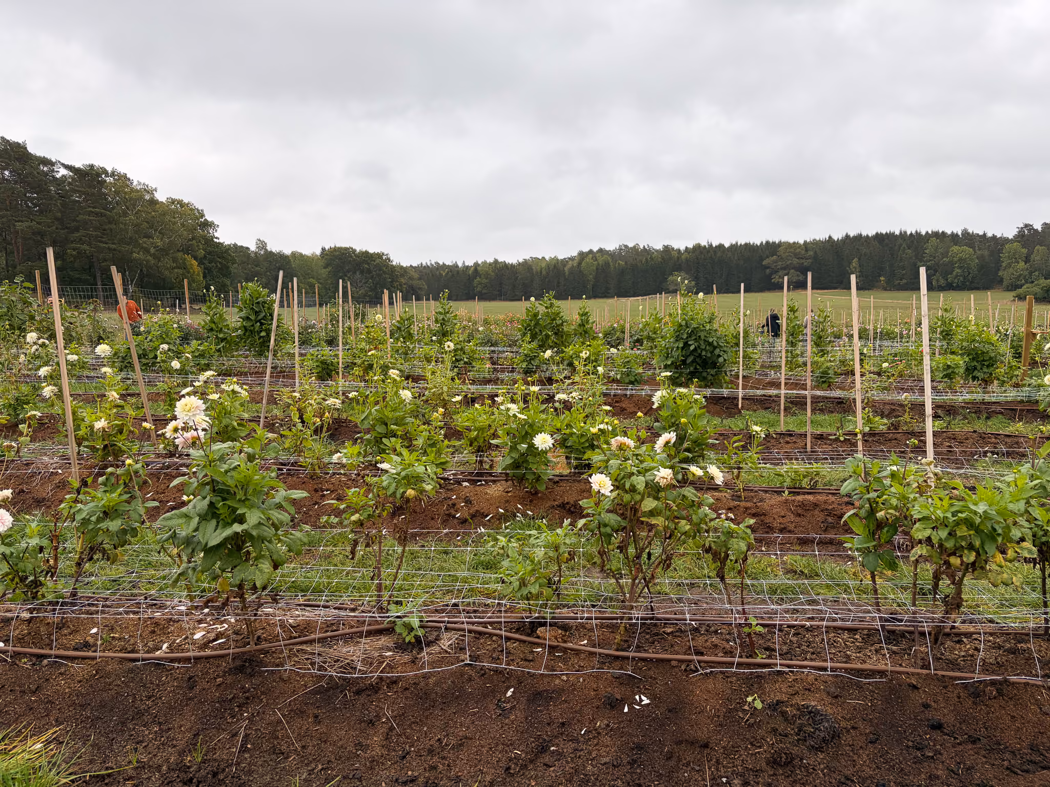 Dahlia District Siggesta Gård