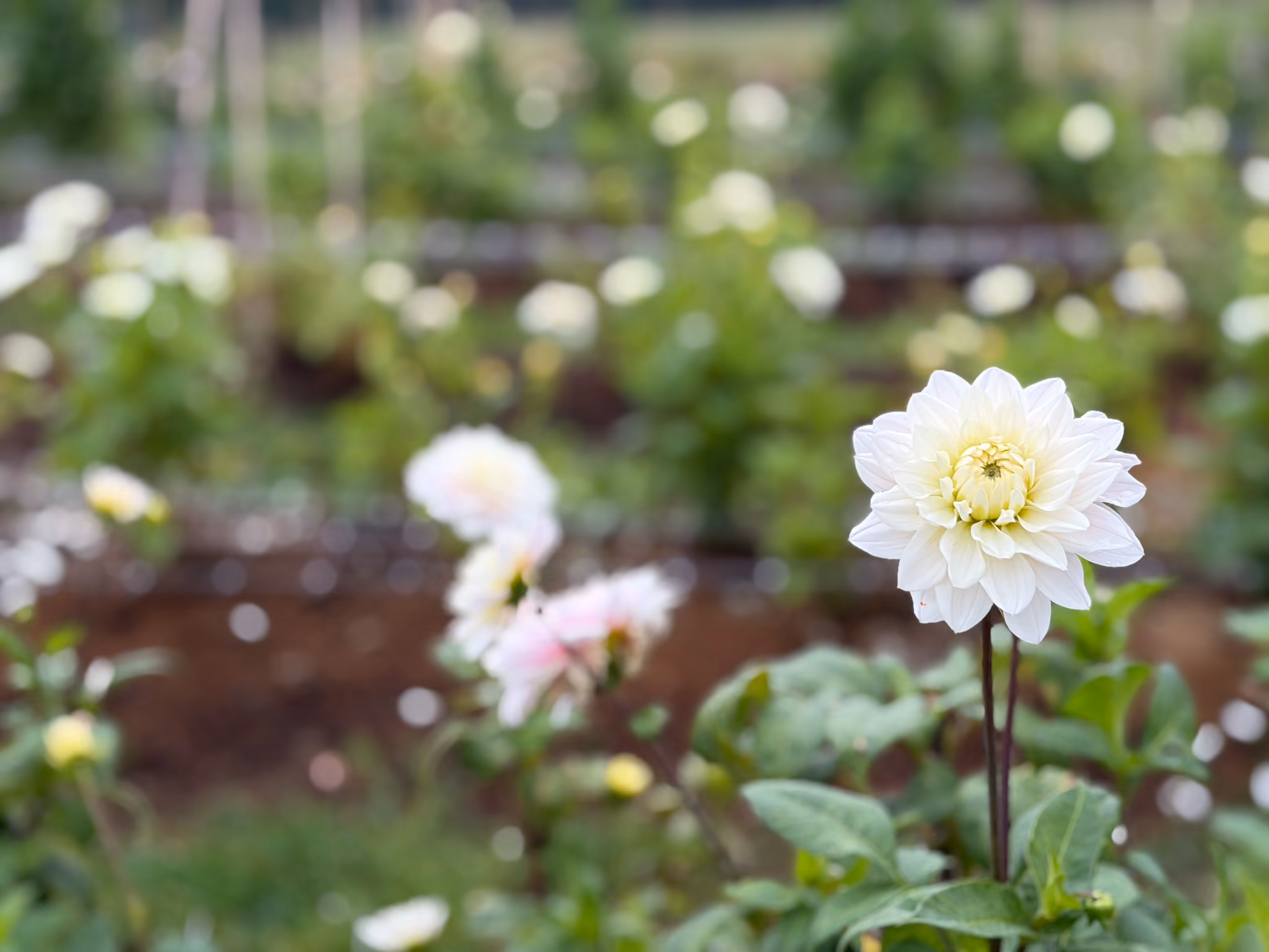 Dahlia District Siggesta Gård