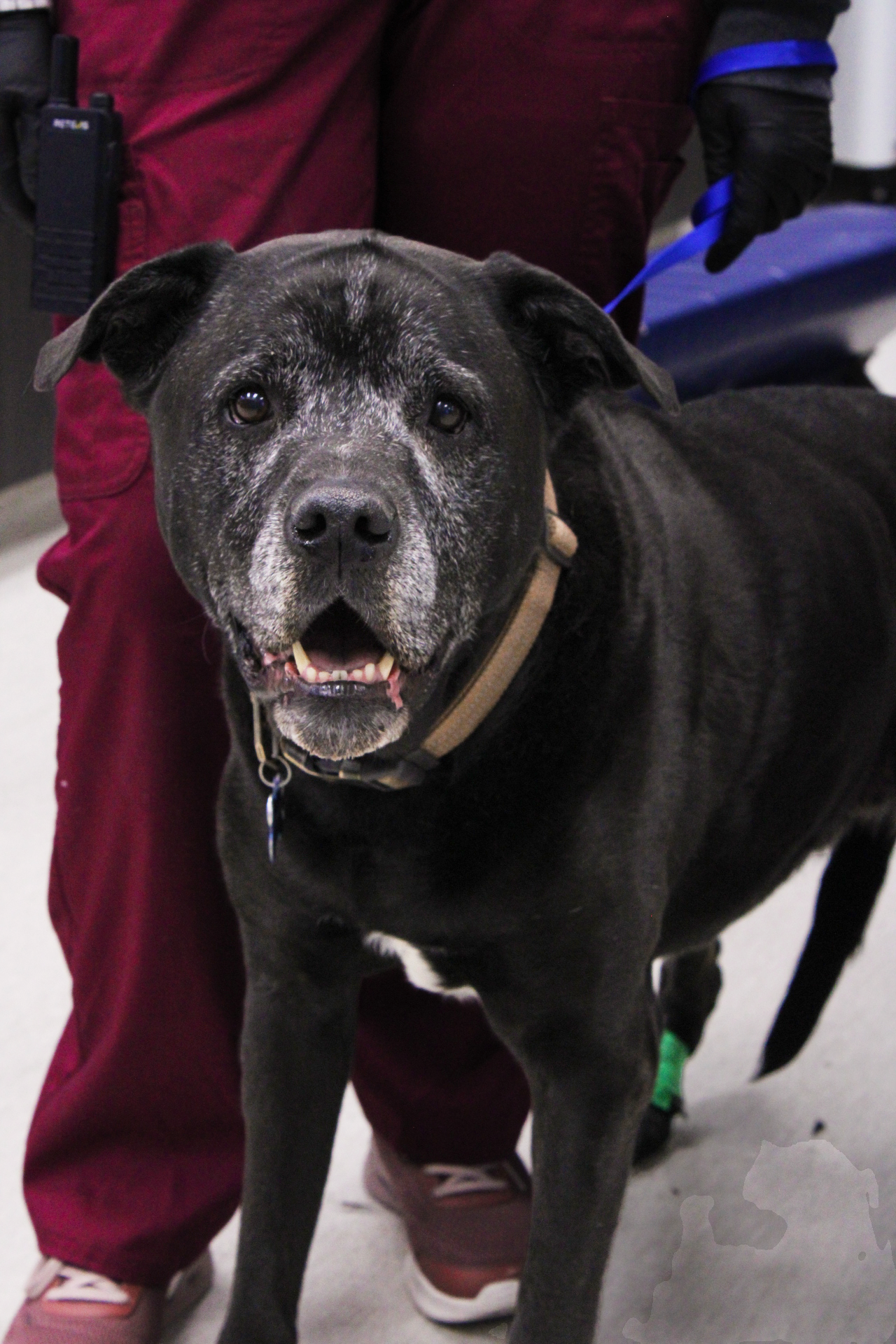 Black dog with gray muzzle standing indoors on leash held by person in red pants and gloves.
